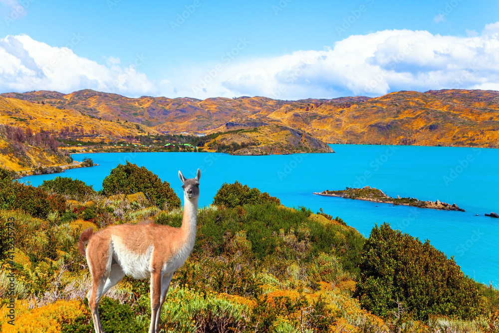 Naklejka premium Magnificent guanaco