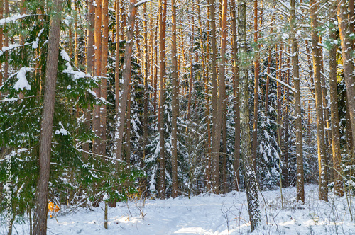Sunny winter forest with trees in winter