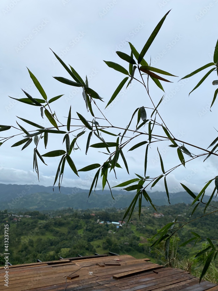 Obraz premium Bamboo tree branch