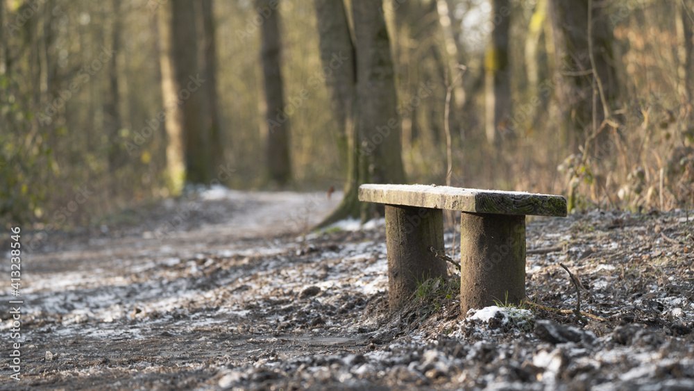 A wooden bench in the woods on a cold winters morning A wooden bench in the woods on a cold winters morning