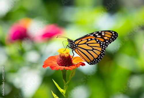Monarch Butterfly © Geri