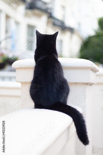 black_cat_brighton_04