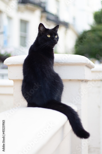 black_cat_brighton_03