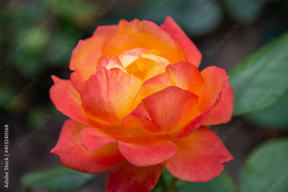 A large red and yellow rose close-up on the background of the garden. The concept of beautiful flowers for the holiday.