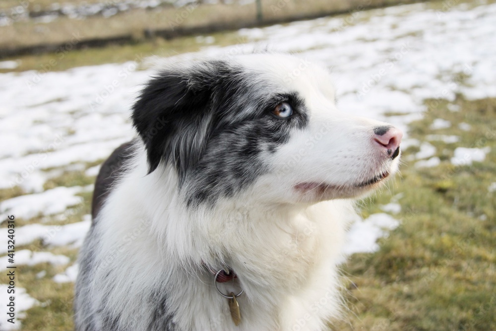 Border collie dog in the winter