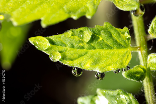 Dew drops on a green plant.