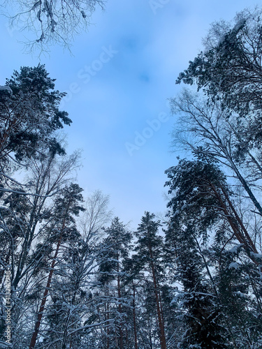 Forest trees tops covered by the snow