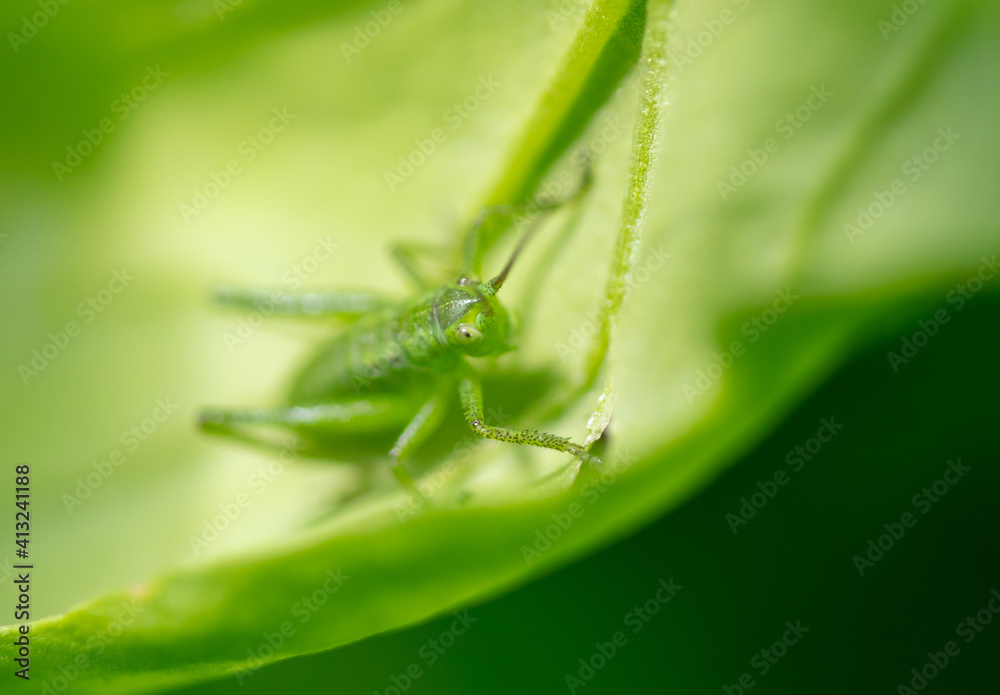 Green grasshopper on plant leaves. Green grasshopper on plant leaves.