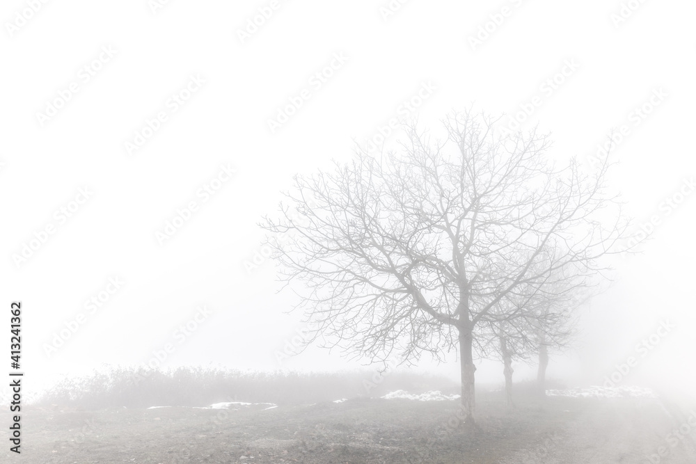 Silhouettes of trees in the fog Silhouettes of trees in the fog