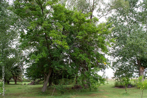 Morus Alba