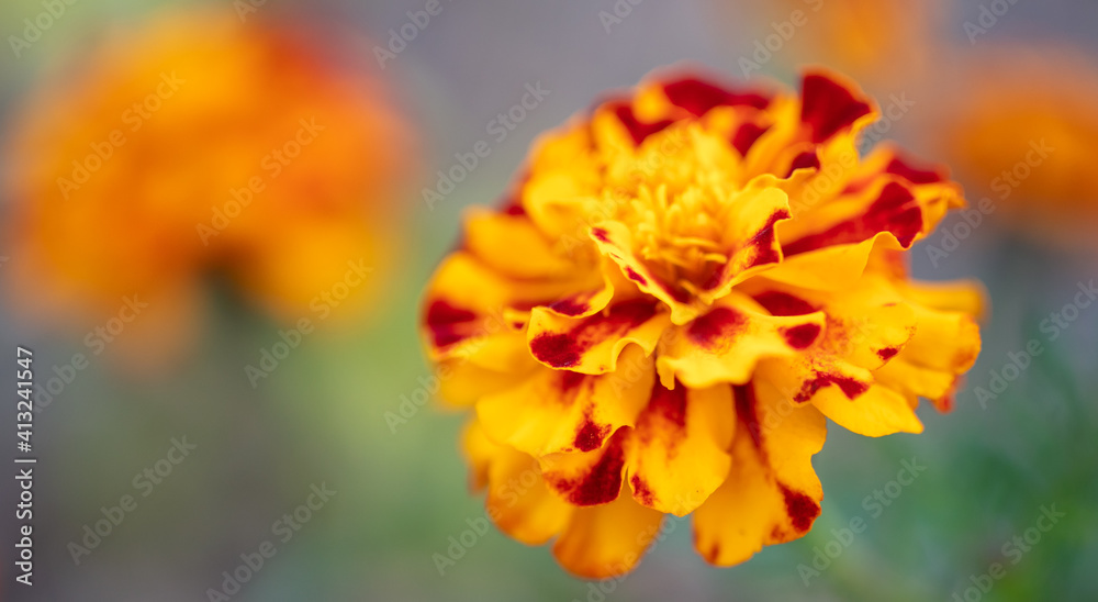 Beautiful yellow flowers in the garden. Nature Beautiful yellow flowers in the garden. Nature