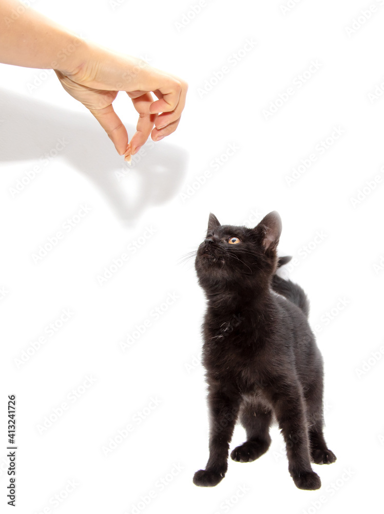 Black cat eats from hand on a white