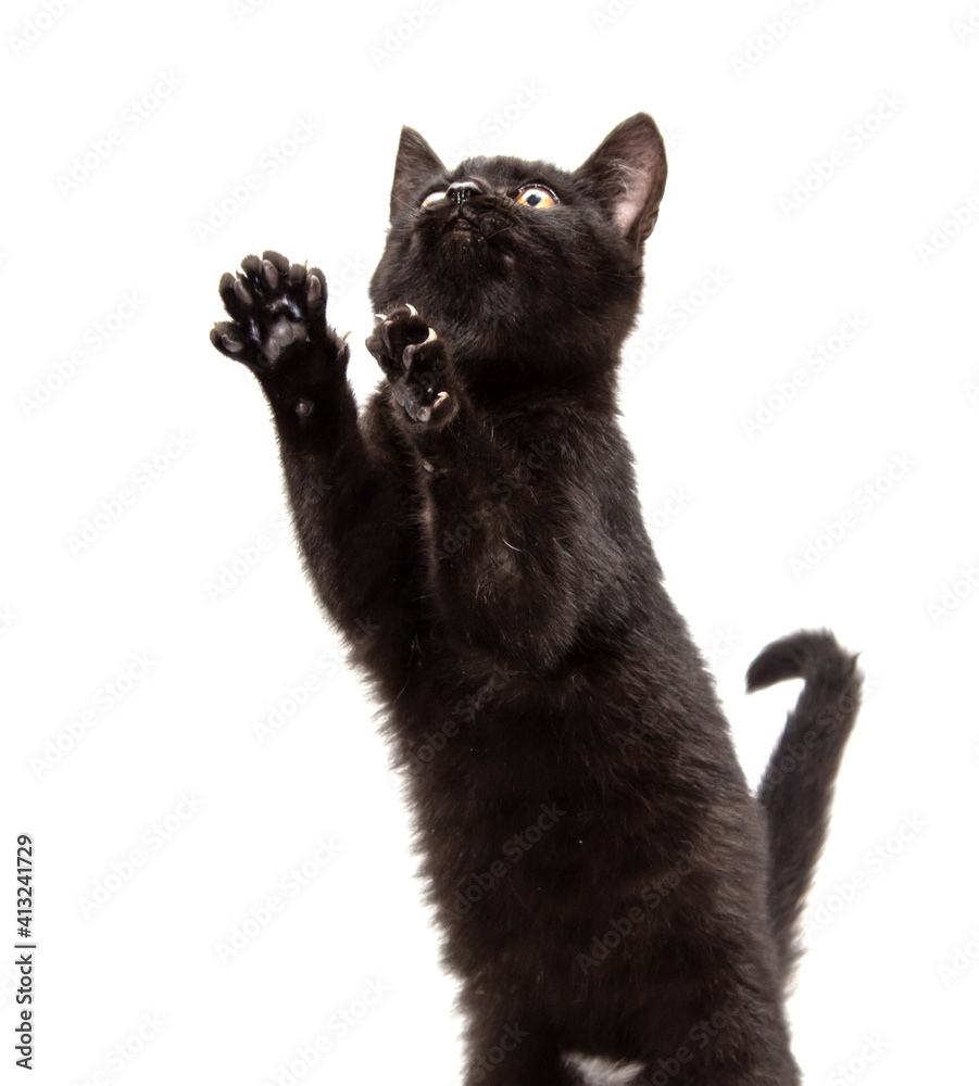 Black cat stands on two legs Black cat stands on two legs