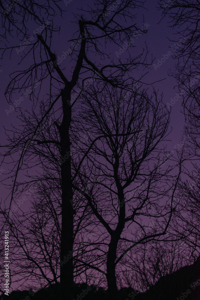 Trees in the winter sunset in a park in Madrid Trees in the winter sunset in a park in Madrid