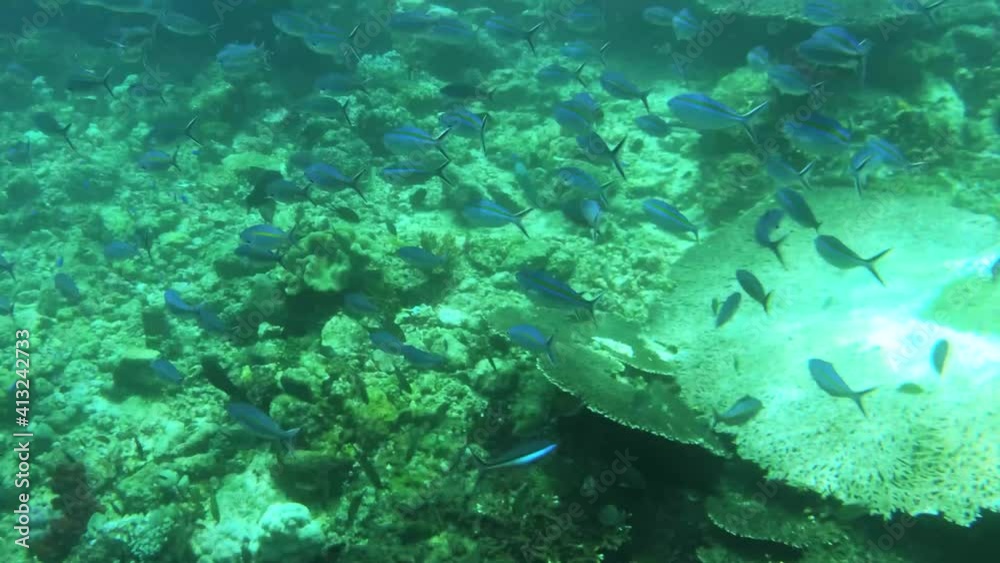 Underwater View Of Coral Garden With Sponge And Tropical Fish In Kri Island, Raja Ampat. Marine Seabed With Reef Wildlife In Papua, Indonesia. Underwater View Of Coral Garden With Sponge And Tropical Fish In Kri Island, Raja Ampat. Marine Seabed With Reef Wildlife In Papua, Indonesia.