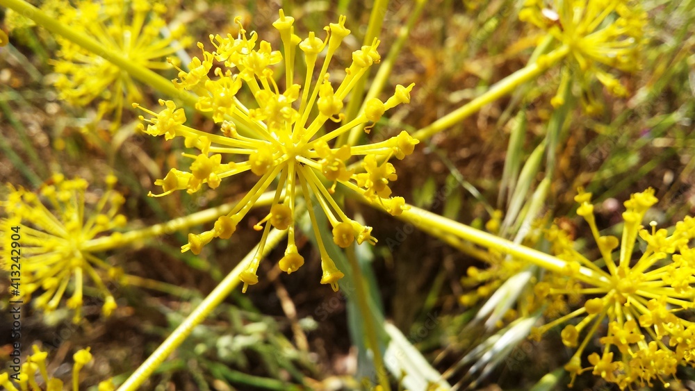 Thapsia wild yellow flowers close up Thapsia wild yellow flowers close up