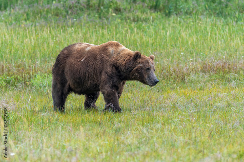 A large male coastal brown bear  Ursus arctos  moving through a meadow in the Katmai NP  Alaska