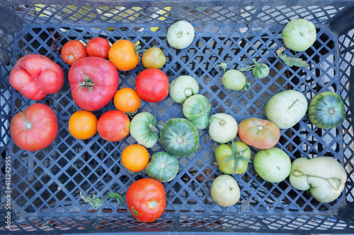 Fotografia Tomato in a box top view. Red, yellow and green tomatoes