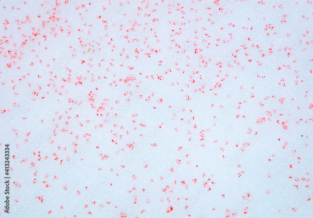 Fototapeta premium Red paint on the snow in winter.