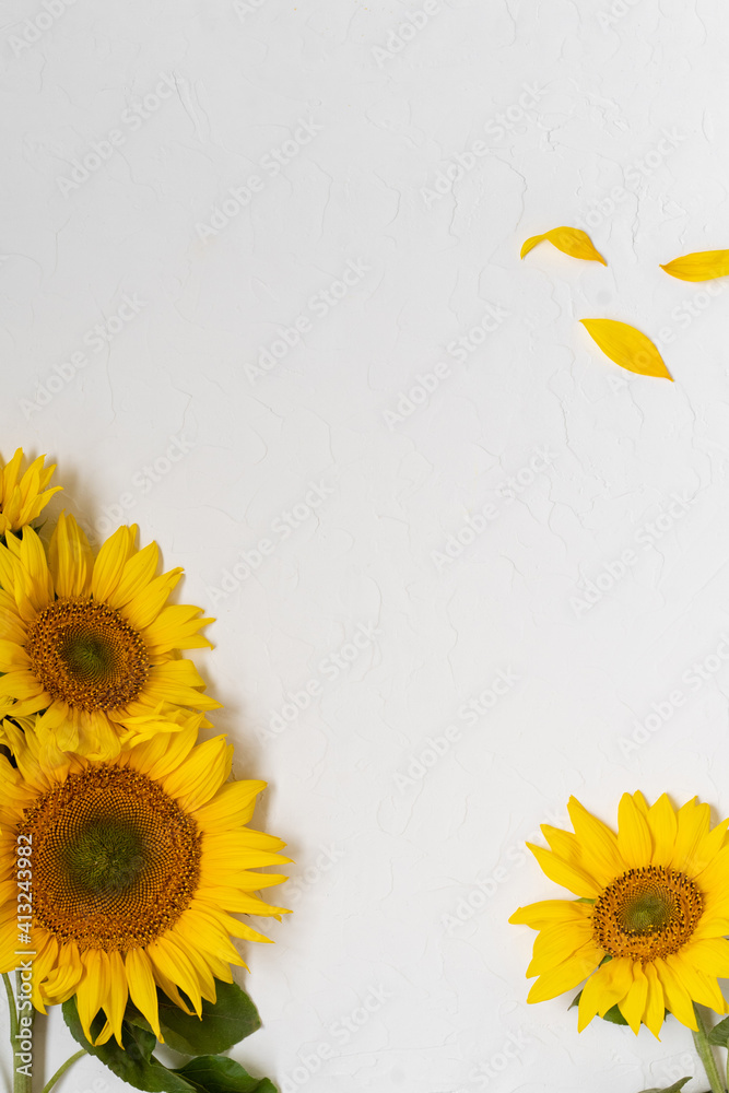 Large beautiful yellow sunflowers in white background.
