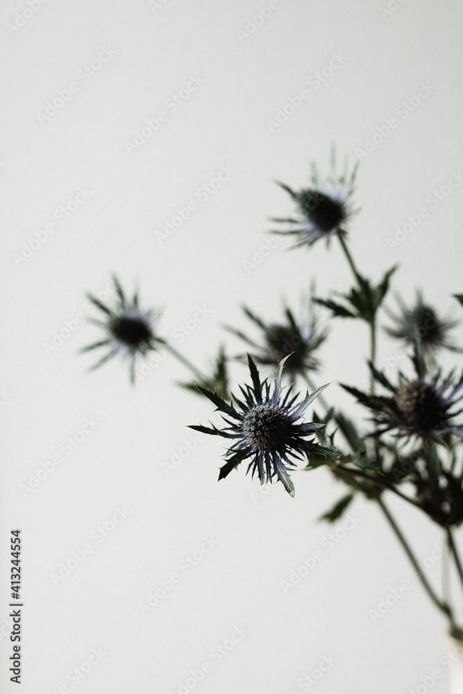 dunkelblaue Disteln an einem Zweig vor hellem Hintergrund | Trockenblumen, Zweig, Floristik, Blumen, besondere Pflanzen, boho, modern, lila, blau