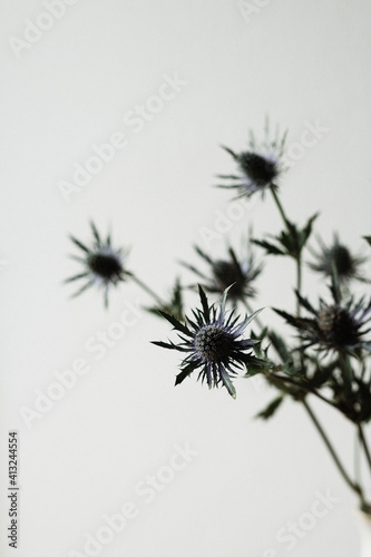 dunkelblaue Disteln an einem Zweig vor hellem Hintergrund   Trockenblumen, Zweig, Floristik, Blumen, besondere Pflanzen, boho, modern, lila, blau © Dominique