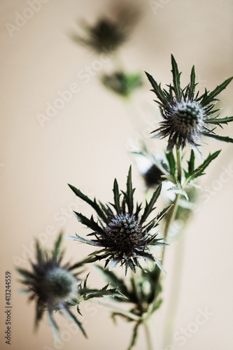 blaue Disteln Detailaufnahme Blumen vor neutralem Hintergrund 