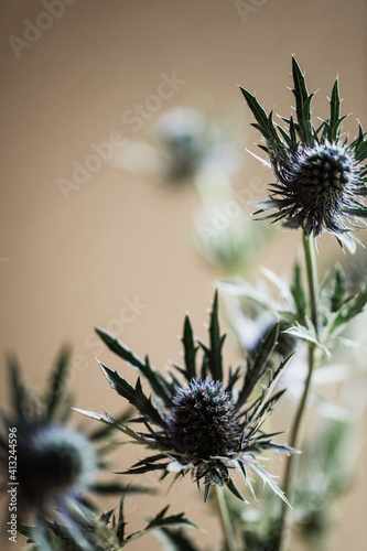 dunkelblau violette Disteln isoliert als Detailaufnahme