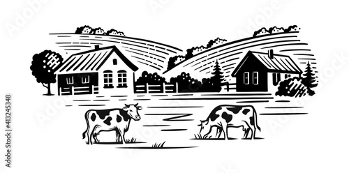 cows chewing grass on background of farm