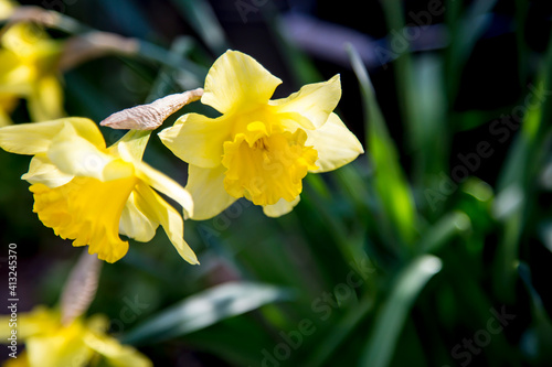 Yellow narcissus flower is also known as daffodil, daffadowndilly, narcissus, and jonquil.