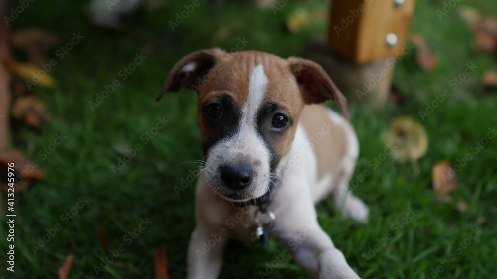 Puppy in the yard 