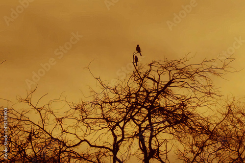 silhouette of a bird