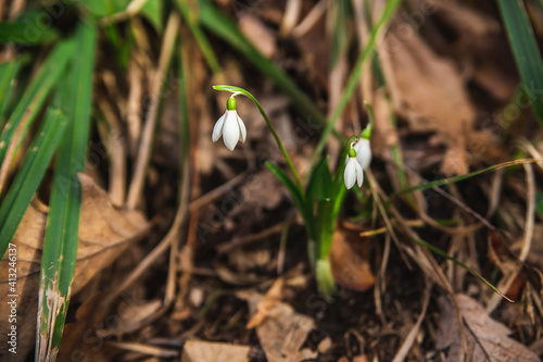 Young flowering snowdrops in early spring. © Northern life