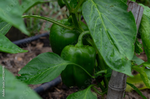 bell pepper