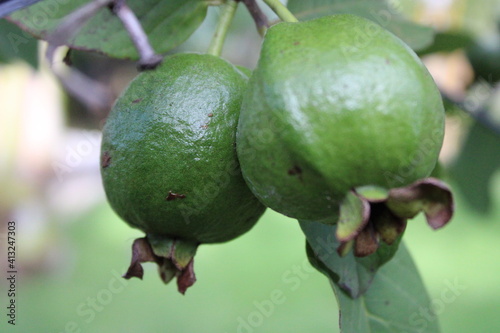young guava fruit