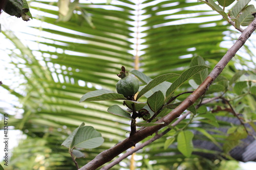 young guava fruit