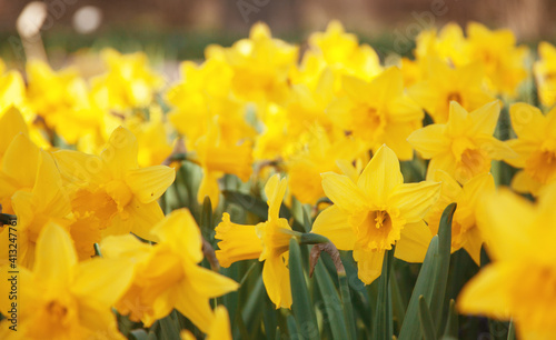 Bright yellow narcissus flowers in the garden