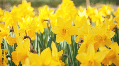 Bright yellow narcissus flowers in the garden