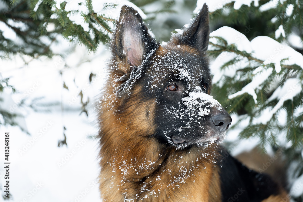 Beautiful shepherd walking in the winter in the forest. Beautiful shepherd walking in the winter in the forest.