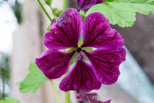 Mallow 'Mauritanica' | Malva sylvestris