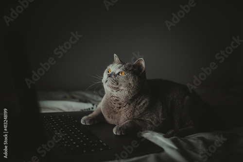 British cat works behind a laptop in bed long into the night, Wallpaper, Night-night, working home, cat life, British Shorthair cat.