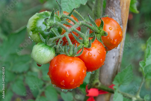 tomato