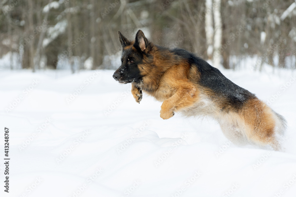 German Shepherd runs through deep snow. Dog in the jump