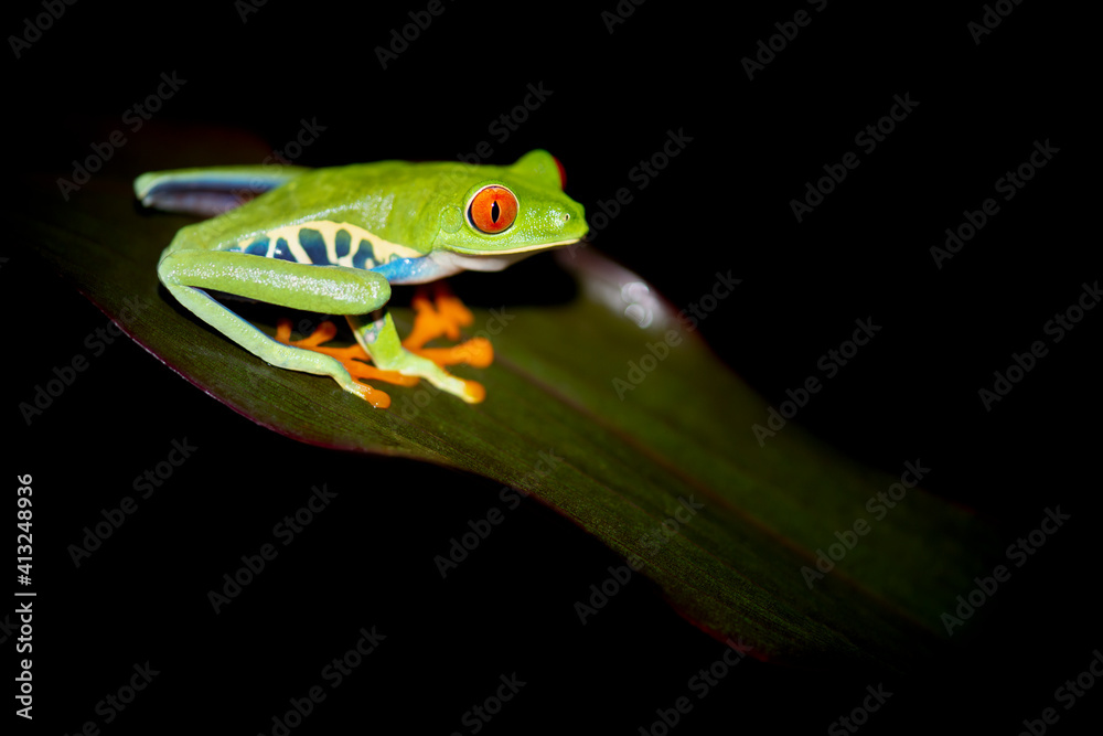Green red eyed tree frog sitting on a leaf during the night