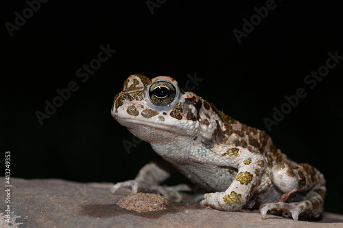 Emerald toad seen from the side sitting on a stone on a black background