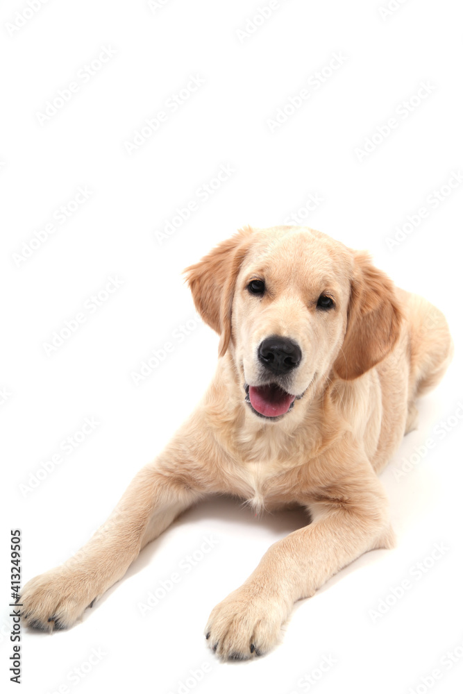 Cute Retriever puppy lies on a white isolated background and looks at camera. copy space. High quality photo Cute Retriever puppy lies on a white isolated background and looks at camera. copy space. High quality photo