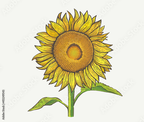 Sunflower plant, illustration of a in an engraving style, and painted in color.