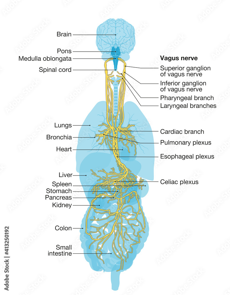 Vagus nerve labeled and human organs medically Biology Diagrams