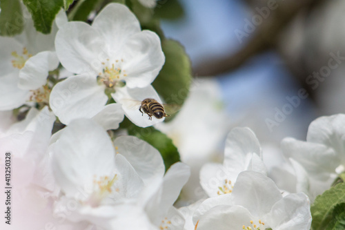 A bee frozen in flight to the flowers of the apple tree. White flowers and green leaves on a blurred background.