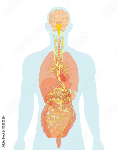Vagus nerve and human organs, medically Illustration